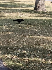 Corvus brachyrhynchos