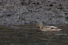 Anas platyrhynchos