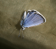 Plebejus idas cleobis