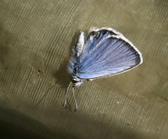 Plebejus idas cleobis