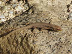 Darevskia rudis bischoffi