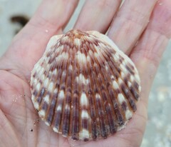 Argopecten irradians