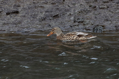 Anas platyrhynchos