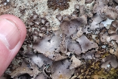 Umbilicaria grisea