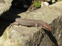 Darevskia rudis bischoffi