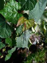 Pseudagrion pilidorsum