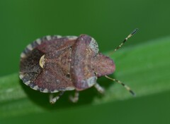 Dyroderes umbraculatus