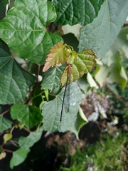 Pseudagrion pilidorsum