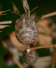 Dyroderes umbraculatus