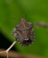 Dyroderes umbraculatus