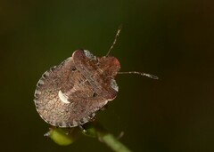 Dyroderes umbraculatus