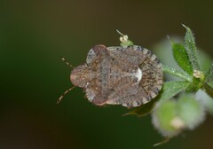 Dyroderes umbraculatus