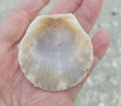 Argopecten irradians