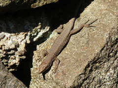 Darevskia rudis bischoffi