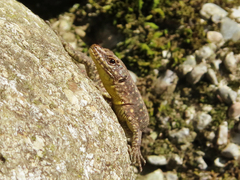 Darevskia rudis bischoffi