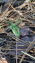 Allium vineale