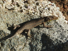 Darevskia rudis bischoffi