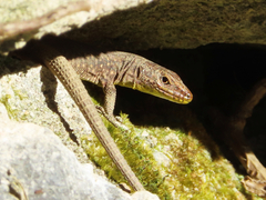 Darevskia rudis bischoffi