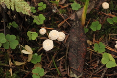 Paragymnopus perforans