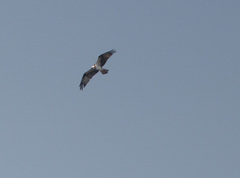 Pandion haliaetus