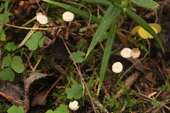 Paragymnopus perforans