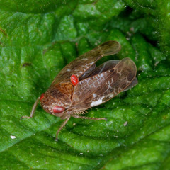 Allygidius atomarius