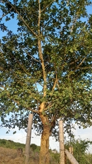 Ficus sycomorus sycomorus