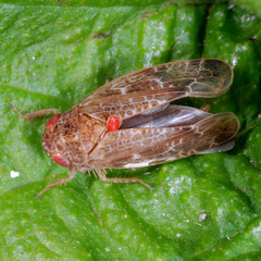 Allygidius atomarius