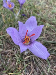 Crocus pallasii