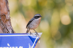 Saxicola ferreus