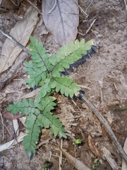 Adiantum flabellulatum