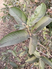 Psidium guajava image