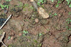 Bunochelis spinifera