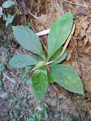 Vernonia volkameriifolia