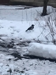 Corvus cornix