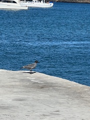 Leucophaeus fuliginosus