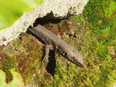 Darevskia rudis bischoffi