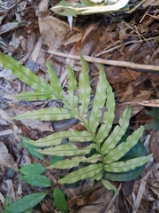 Blechnum orientale