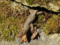 Darevskia rudis bischoffi