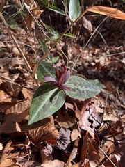 Trillium underwoodii