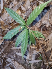 Maesa japonica