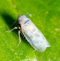 Deltocephalus pulicaris