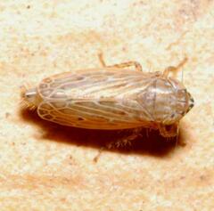 Maiestas schmidtgeni