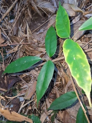 Tetrastigma hemsleyanum