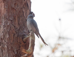 Dicrurus leucophaeus