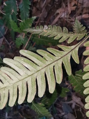 Pteris fauriei