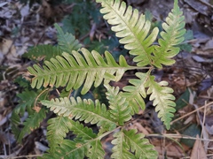 Pteris fauriei