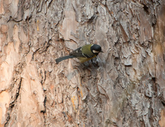 Parus monticolus
