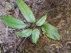 Heptapleurum heptaphyllum