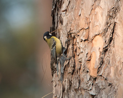 Parus monticolus